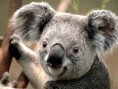 /album/fotos-de-animales/koala-jpg/